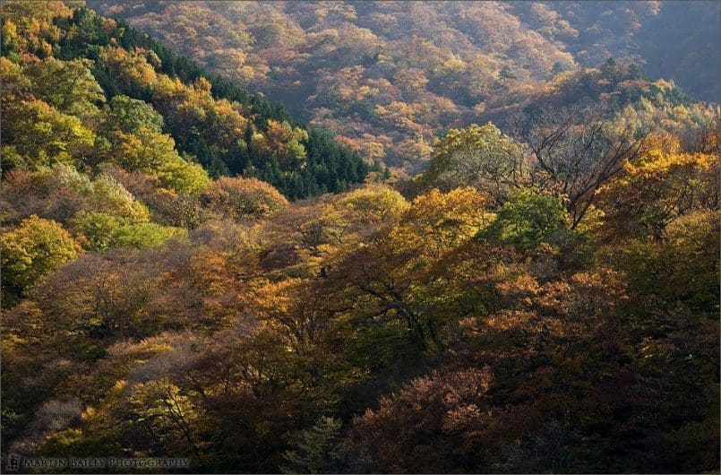 Irohazaka Autumn Splendour