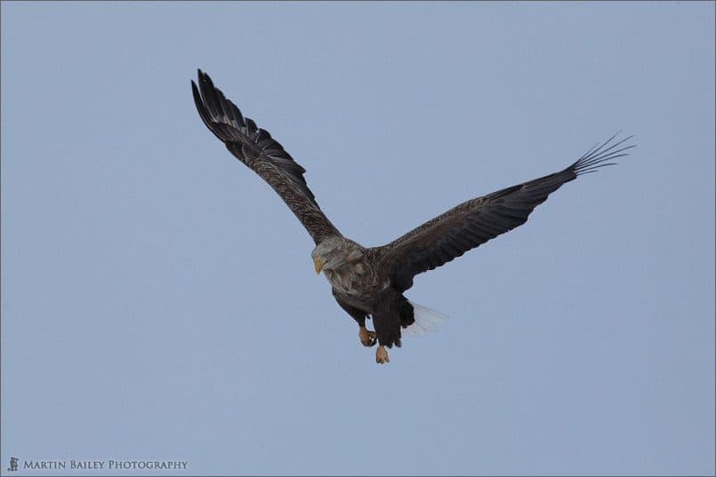 Daunting White-Tailed Eagle
