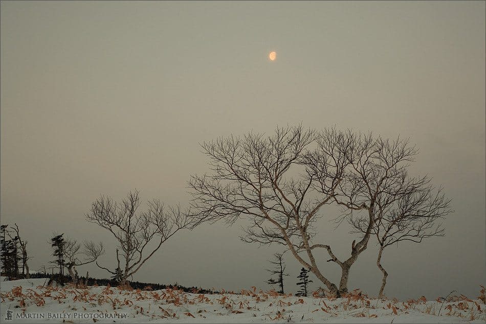 Moon and Tree from Bihoro Pass