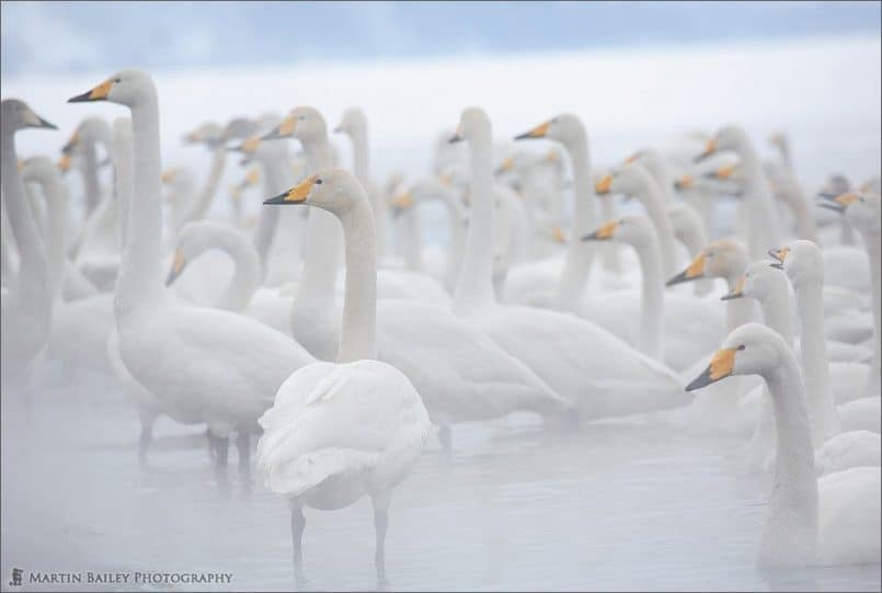 Steamy Kussharo Lake Swans