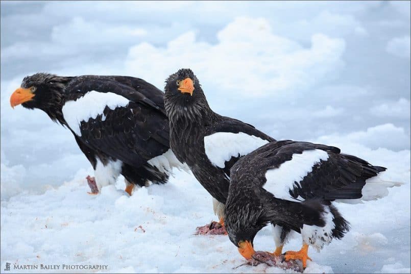 Rausu Steller's Sea Eagles Feeding