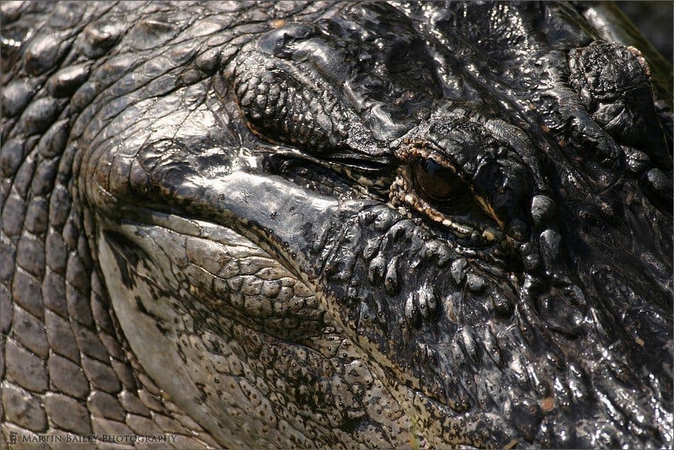 Alligators Eye #2