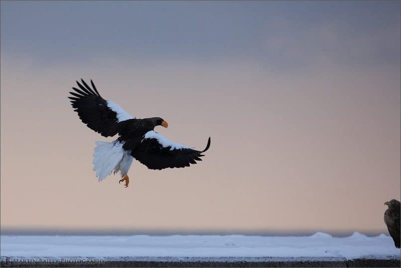 Rausu Steller's Sea Eagle #2