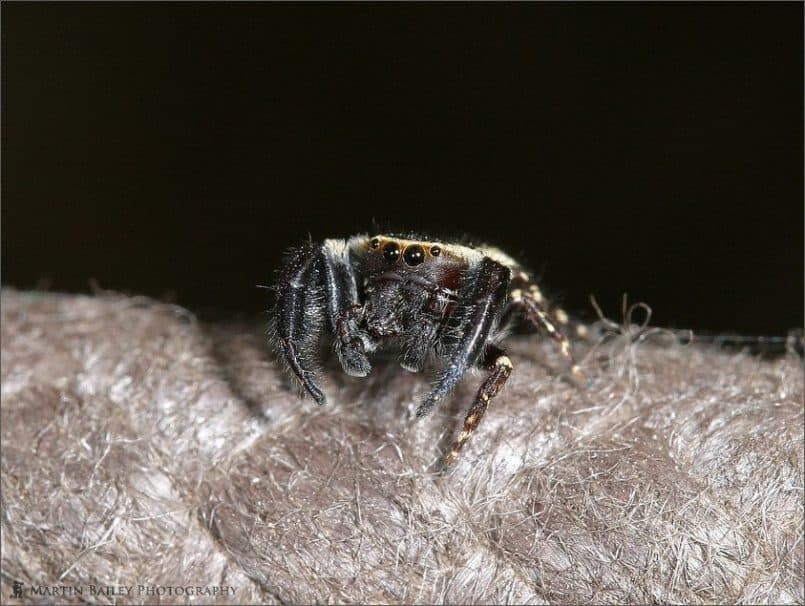 Jumping Spider (Opisthoncus sp) #2