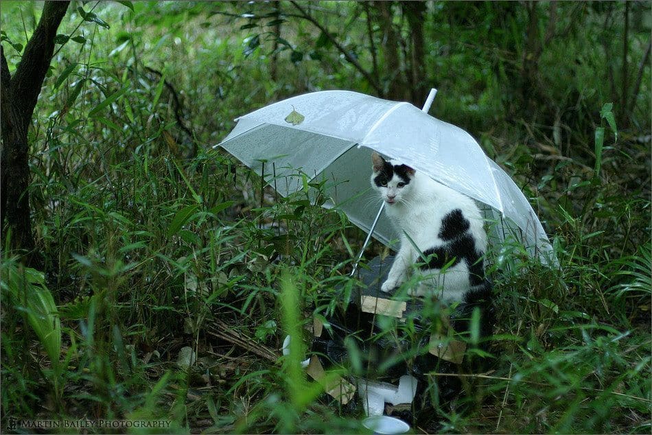 Cat Under Umbrella