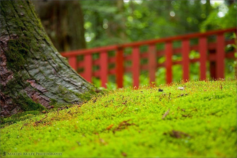 Moss with Red Fence