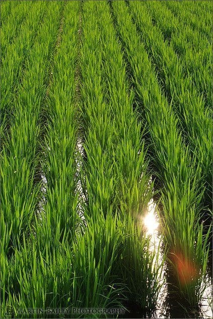Reflection in Rice Paddy