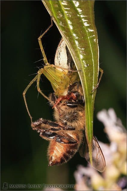Spider Eats Wasp (with Flash)
