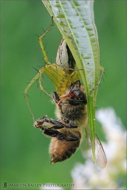 Spider Eats Wasp (No Flash)