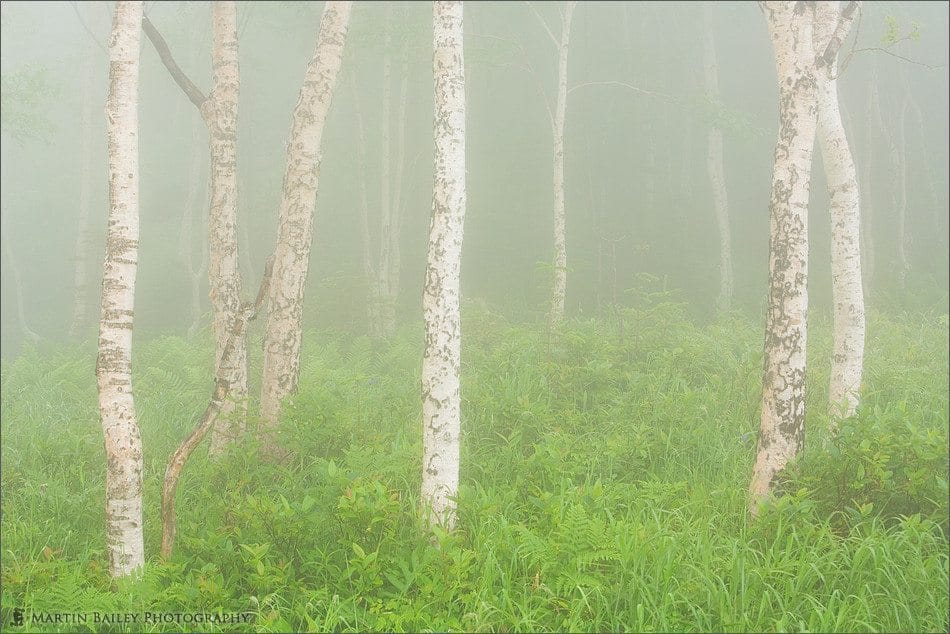 Birch Trees in Mist