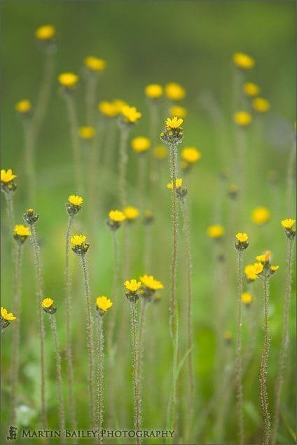 Long Yellow Flowers