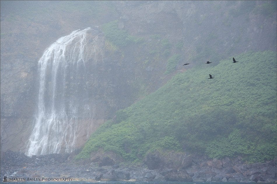Cormorants in Mist