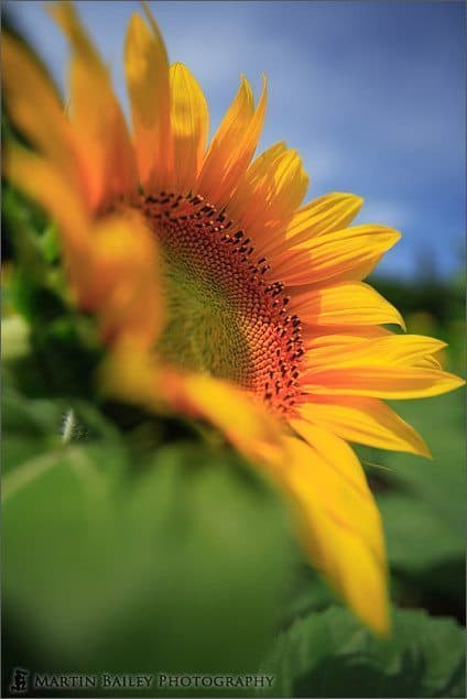 Sunflower 2006 #1