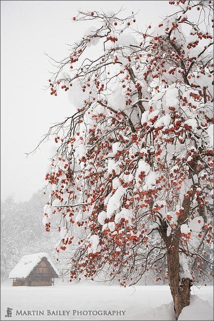 Winter Persimmon Tree