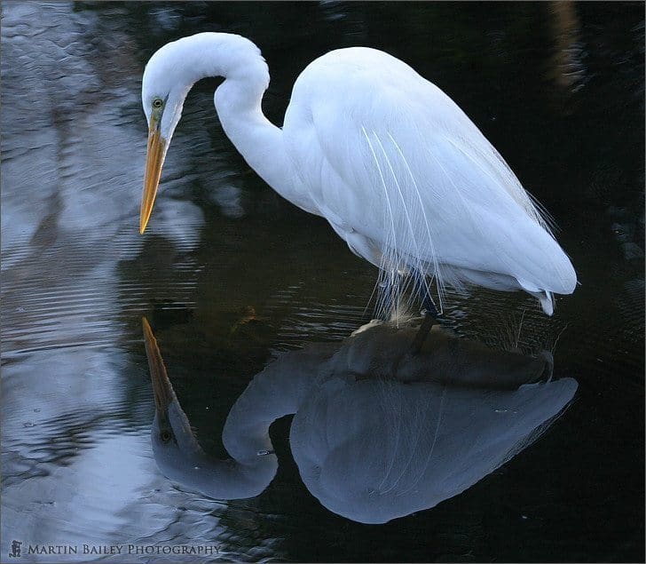 Great White Egret's Reflection (Gyoen)