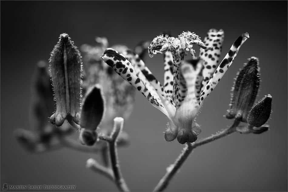 Hairy Toad Lily