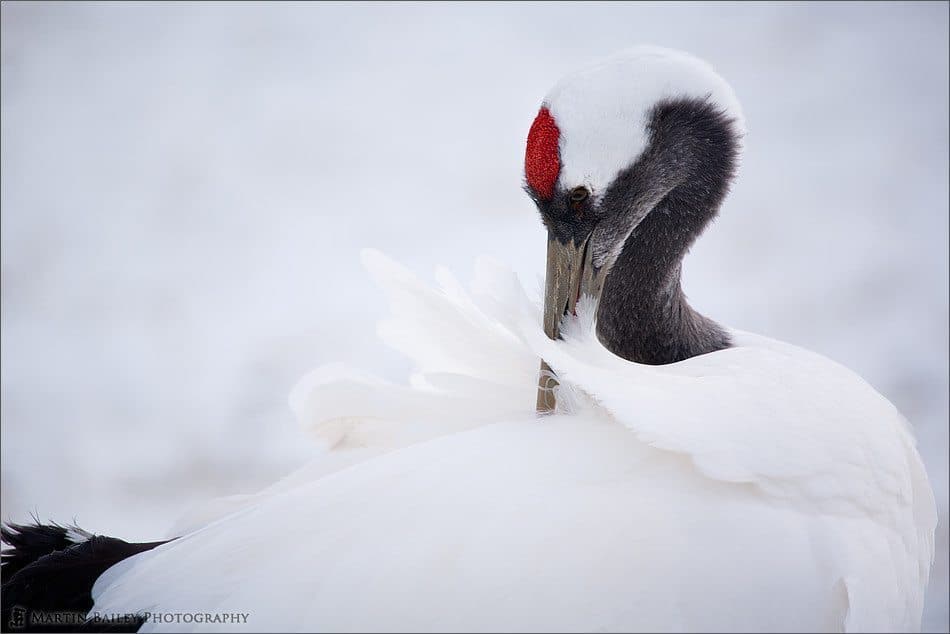 Red-Crowned Cranes #1 – Hokkaido, Dec 2006 (Podcast 71)