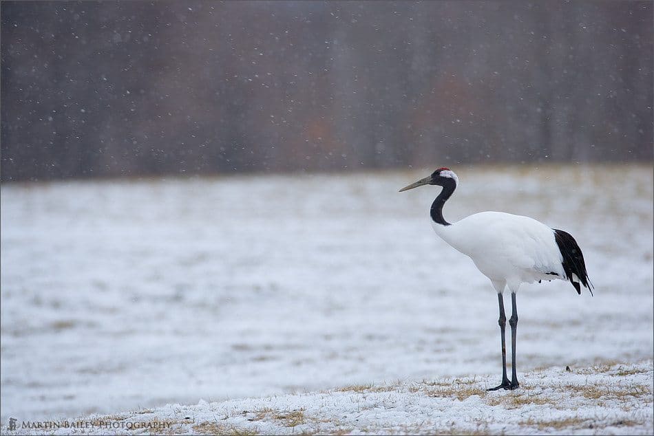 Red-Crowned Cranes #3 – Hokkaido, Dec 2006 (Podcast 73)