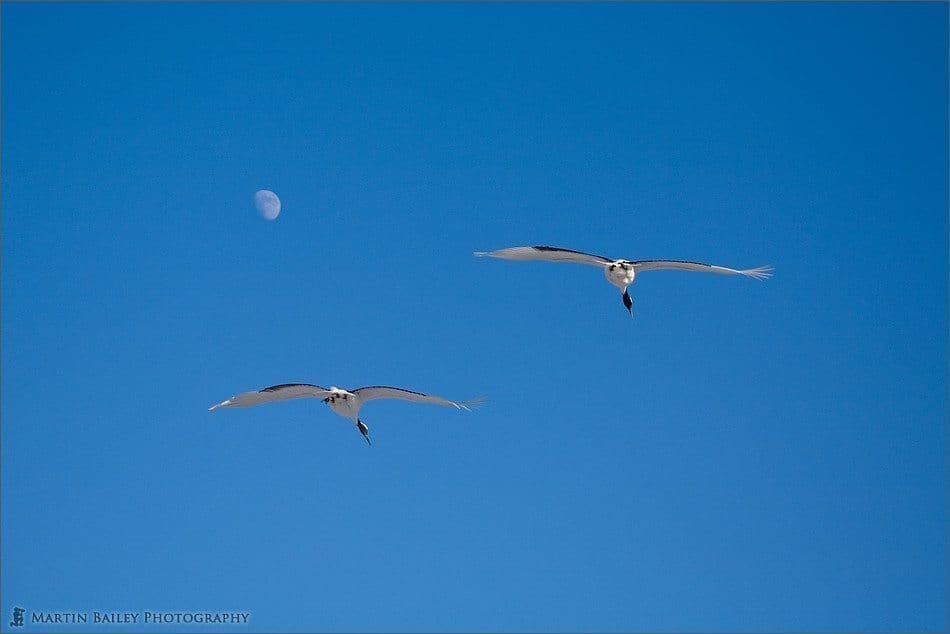 Cranes and the Moon #5
