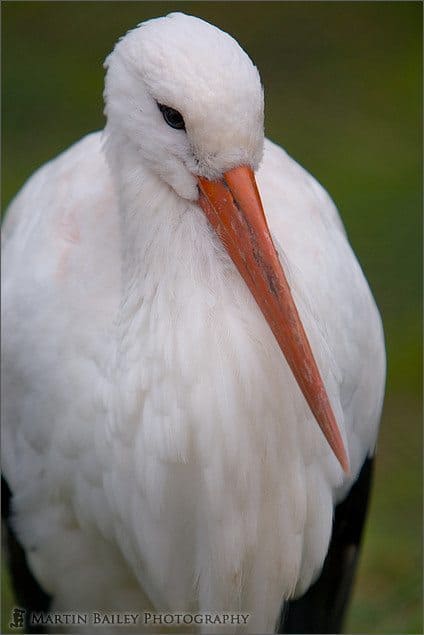 European White Stork [C]