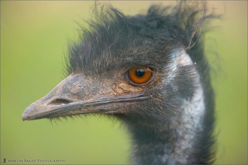 Emu Portrait [C]