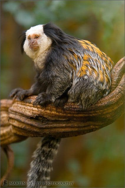 Geoffroy's marmoset #1 [C]