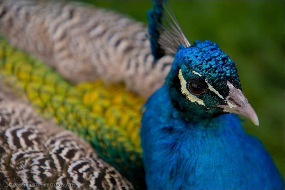 Peacock Portrait [C]