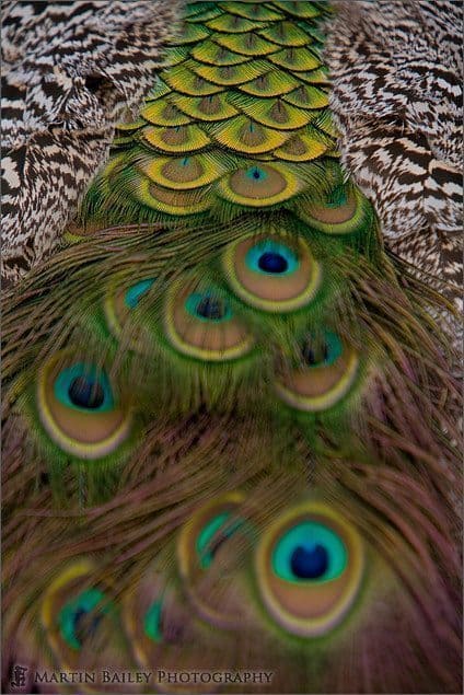 Peacock Feathers #5 [C]