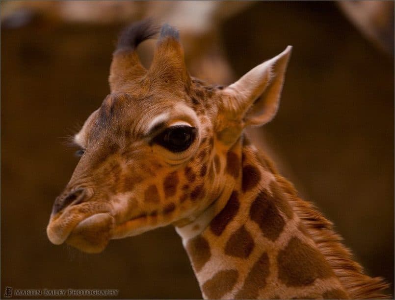 Grumpy Giraffe (Giraffa camelopardalis) [C]