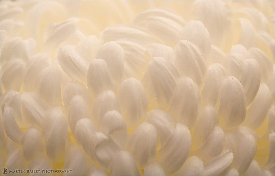 Pure Chrysanthemum