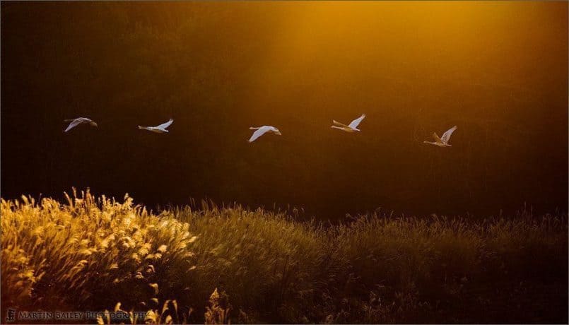 Dawn Whooper Swans