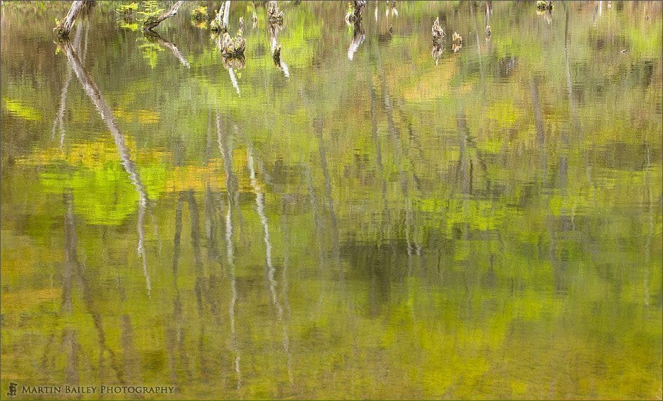 Early Summer Reflections #1