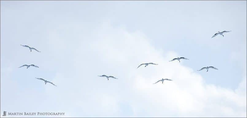 Nine Cranes
