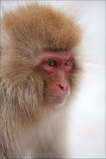 Macaque #1