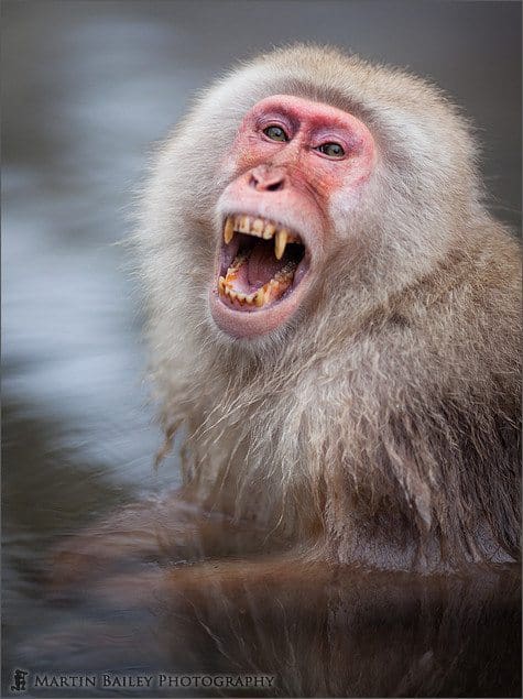 Menacing Yawn - Macaque #14
