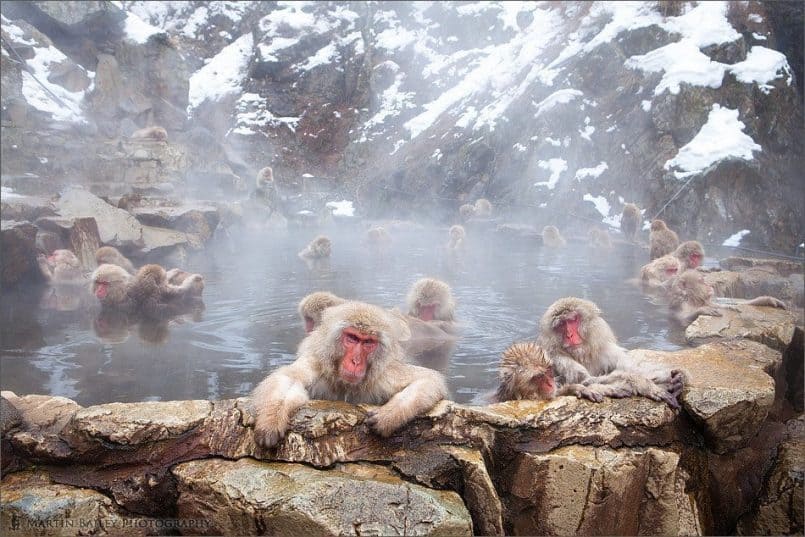 Communal Bath - Macaque #31