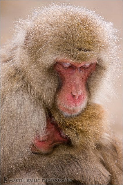 Mother & Child - Macaque #16