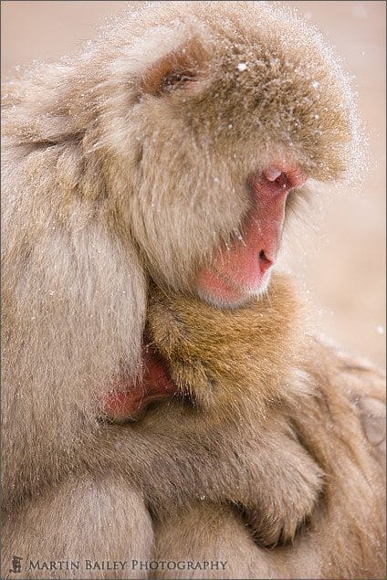 Mother & Child - Macaque #17