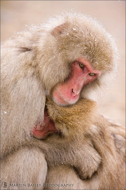 Mother & Child - Macaque #18