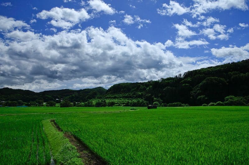 Shot of Rice Fields in Joboji (Picture Style: Landscape - Baked in!)