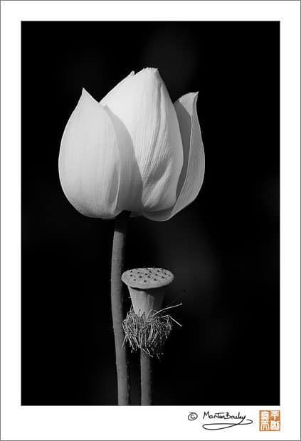 Flowering Lotus with Seed Pod
