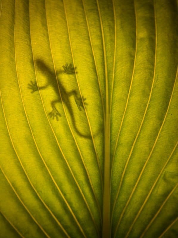 "Gecko on leaf" by qmcgrath