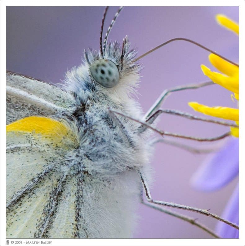 100% Crop of a Cabbage White @ F4.5