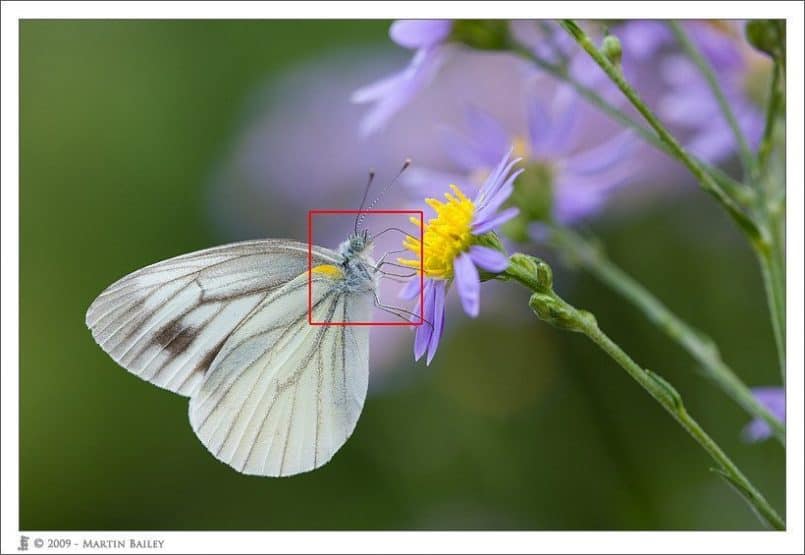 Cabbage White on Shion Daisy @F4.5