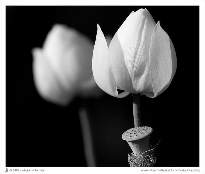 Two Flowering Lotus