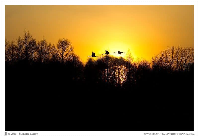 Cranes at Sunset