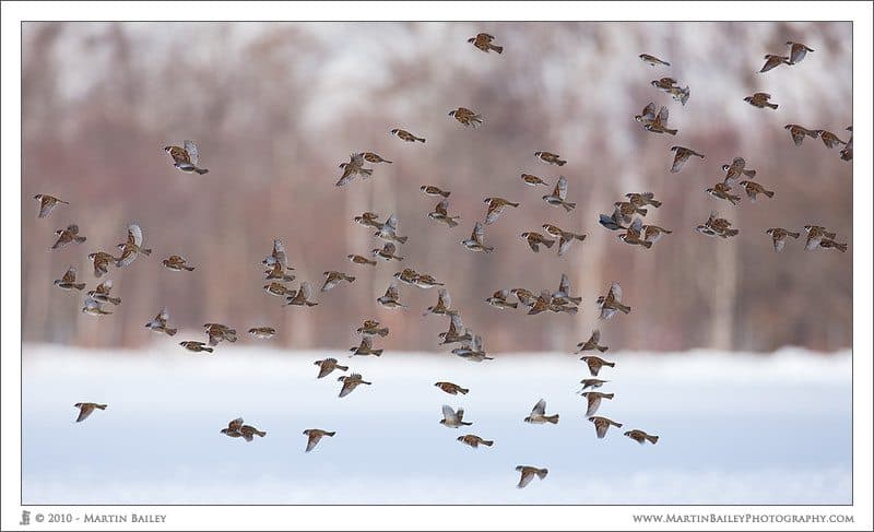 Sparrow Flight