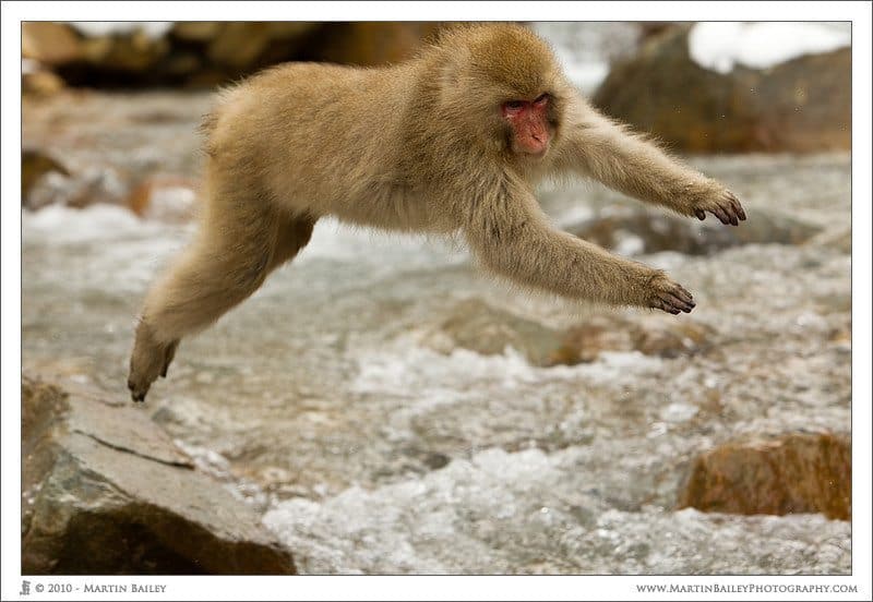 Leaping Snow Monkey