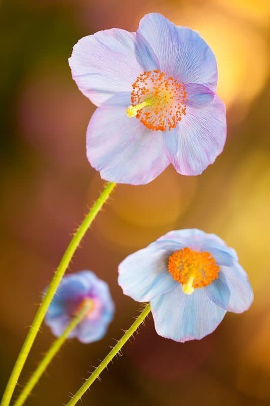 Peekaboo Poppies (© Dennis Brennan)