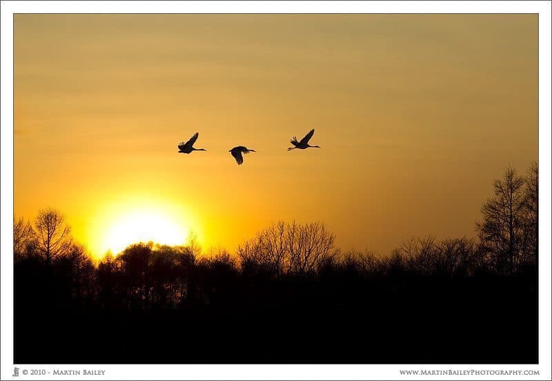 Sunset Flight of the Cranes